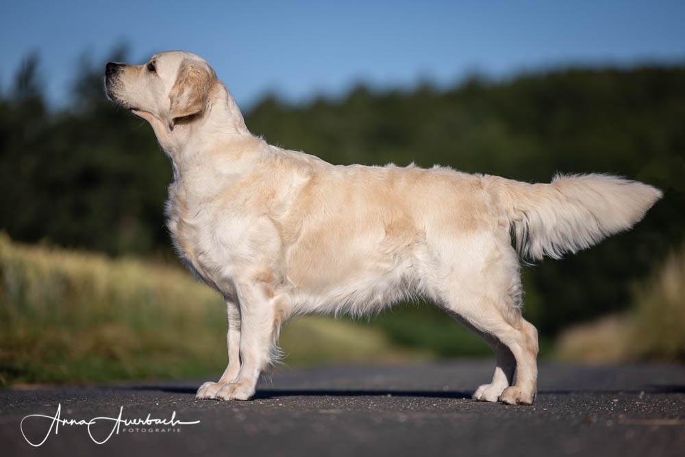 Hunting Goldens GALERIE